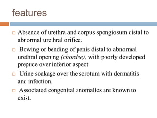 features
 Absence of urethra and corpus spongiosum distal to
abnormal urethral orifice.
 Bowing or bending of penis distal to abnormal
urethral opening (chordee), with poorly developed
prepuce over inferior aspect.
 Urine soakage over the scrotum with dermatitis
and infection.
 Associated congenital anomalies are known to
exist.
 