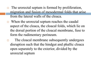  The urorectal septum is formed by proliferation,
migration and fusion of mesodermal folds that arise
from the lateral walls of the cloaca.
 When the urorectal septum reaches the caudal
aspect of the cloaca, the cloacal folds, which lie on
the dorsal portion of the cloacal membrane, fuse to
form the rudimentary perineum.
 The cloacal membrane subsequently undergoes
disruption such that the hindgut and phallic cloaca
open separately to the exterior, divided by the
urorectal septum
 