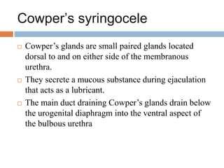 Cowper’s syringocele
 Cowper’s glands are small paired glands located
dorsal to and on either side of the membranous
urethra.
 They secrete a mucous substance during ejaculation
that acts as a lubricant.
 The main duct draining Cowper’s glands drain below
the urogenital diaphragm into the ventral aspect of
the bulbous urethra
 