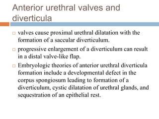 Anterior urethral valves and
diverticula
 valves cause proximal urethral dilatation with the
formation of a saccular diverticulum.
 progressive enlargement of a diverticulum can result
in a distal valve-like flap.
 Embryologic theories of anterior urethral diverticula
formation include a developmental defect in the
corpus spongiosum leading to formation of a
diverticulum, cystic dilatation of urethral glands, and
sequestration of an epithelial rest.
 