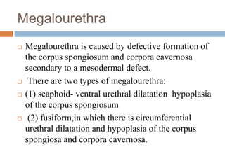 Megalourethra
 Megalourethra is caused by defective formation of
the corpus spongiosum and corpora cavernosa
secondary to a mesodermal defect.
 There are two types of megalourethra:
 (1) scaphoid- ventral urethral dilatation hypoplasia
of the corpus spongiosum
 (2) fusiform,in which there is circumferential
urethral dilatation and hypoplasia of the corpus
spongiosa and corpora cavernosa.
 