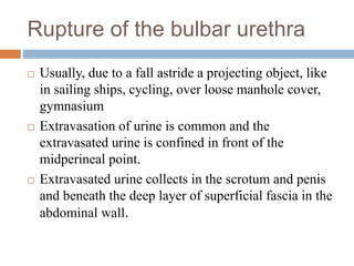 Rupture of the bulbar urethra
 Usually, due to a fall astride a projecting object, like
in sailing ships, cycling, over loose manhole cover,
gymnasium
 Extravasation of urine is common and the
extravasated urine is confined in front of the
midperineal point.
 Extravasated urine collects in the scrotum and penis
and beneath the deep layer of superficial fascia in the
abdominal wall.
 