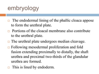 embryology
 The endodermal lining of the phallic cloaca appose
to form the urethral plate.
 Portions of the cloacal membrane also contribute
to the urethral plate.
 The urethral plate undergoes median cleavage.
 Following mesodermal proliferation and fold
fusion extending proximally to distally, the shaft
urethra and proximal two-thirds of the glandular
urethra are formed.
 This is lined by endoderm.
 