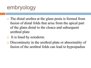 embryology
 The distal urethra at the glans penis is formed from
fusion of distal folds that arise from the apical part
of the glans distal to the cloaca and subsequent
urethral plate
 It is lined by ectoderm.
 Discontinuity in the urethral plate or abnormality of
fusion of the urethral folds can lead to hypospadias
 