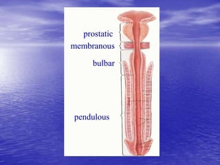 prostatic
membranous
pendulous
bulbar
 