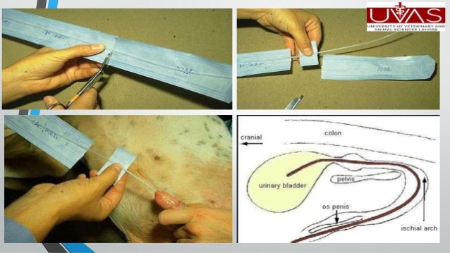 Urethral catheterization in animals