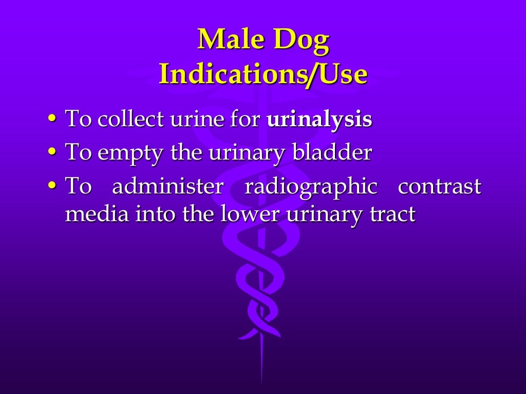 Urethral catheterization male dog