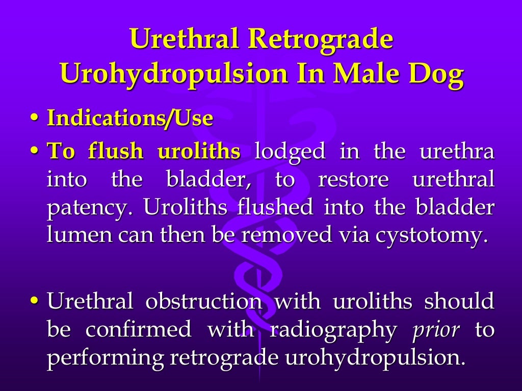 Urethral catheterization male dog