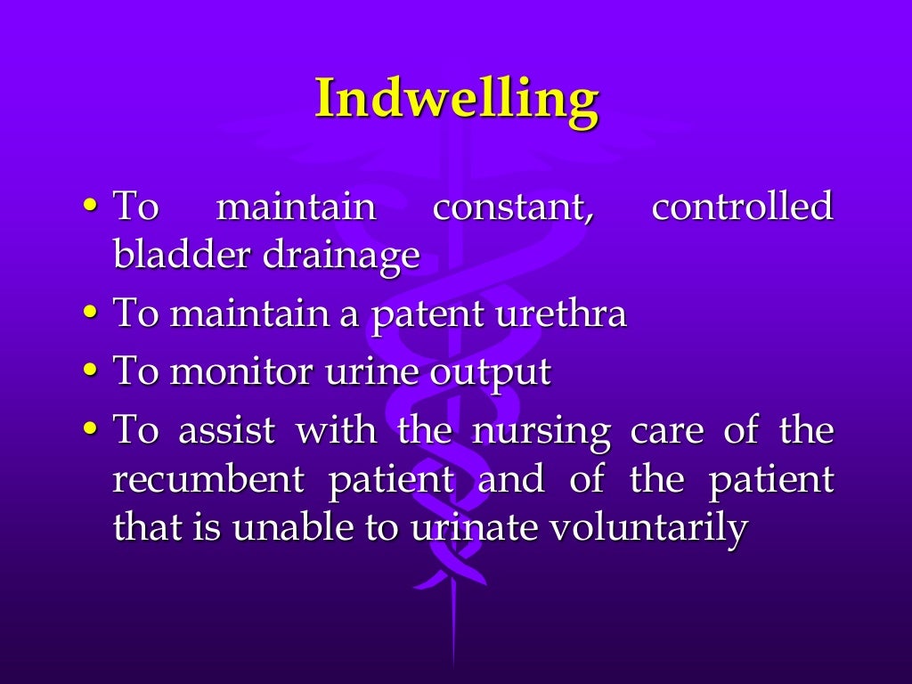 Urethral catheterization male dog