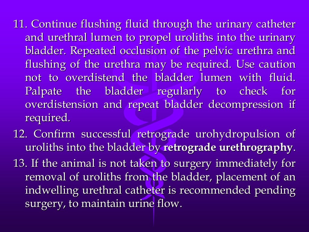 Urethral catheterization male dog