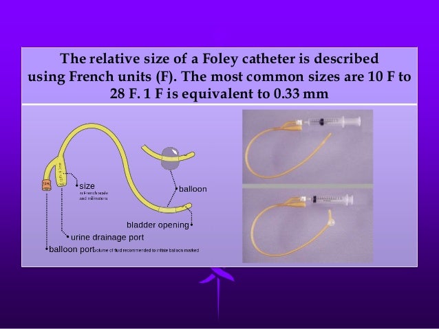 urethral catheterization male dog 6 638