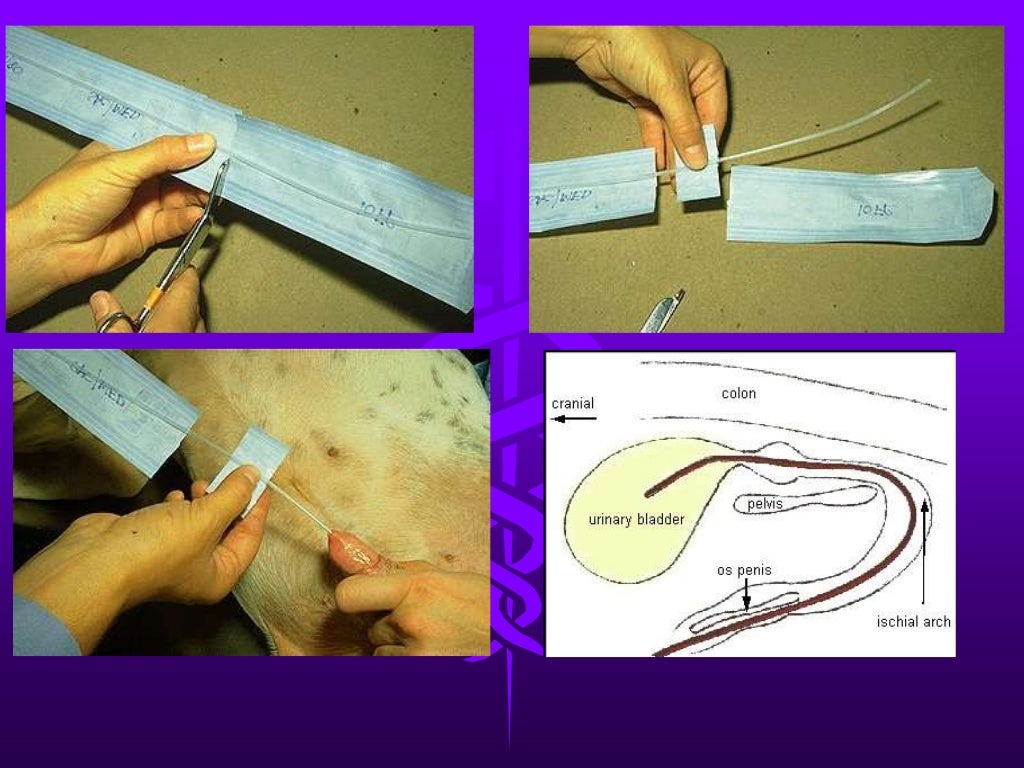 Urethral catheterization male dog