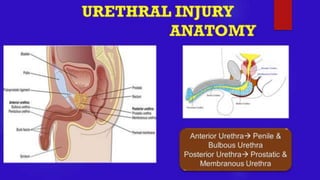 URETHRAL INJURY- Trauma Surgery