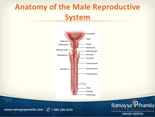 Urethral stricture