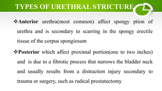Anterior urethra(most common) affect spongy ption of
urethra and is secondary to scarring in the spongy erectile
tissue of the corpus spongiosum
Posterior which affect proximal portion(one to two inches)
and is due to a fibrotic process that narrows the bladder neck
and usually results from a distraction injury secondary to
trauma or surgery, such as radical prostatectomy
TYPES OF URETHRAL STRICTURE
 