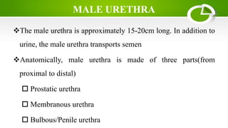 MALE URETHRA
The male urethra is approximately 15-20cm long. In addition to
urine, the male urethra transports semen
Anatomically, male urethra is made of three parts(from
proximal to distal)
 Prostatic urethra
 Membranous urethra
 Bulbous/Penile urethra
 