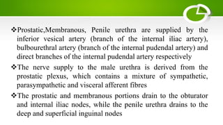 Prostatic,Membranous, Penile urethra are supplied by the
inferior vesical artery (branch of the internal iliac artery),
bulbourethral artery (branch of the internal pudendal artery) and
direct branches of the internal pudendal artery respectively
The nerve supply to the male urethra is derived from the
prostatic plexus, which contains a mixture of sympathetic,
parasympathetic and visceral afferent fibres
The prostatic and membranous portions drain to the obturator
and internal iliac nodes, while the penile urethra drains to the
deep and superficial inguinal nodes
 