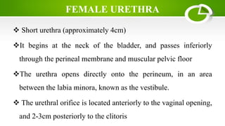 FEMALE URETHRA
 Short urethra (approximately 4cm)
It begins at the neck of the bladder, and passes inferiorly
through the perineal membrane and muscular pelvic floor
The urethra opens directly onto the perineum, in an area
between the labia minora, known as the vestibule.
 The urethral orifice is located anteriorly to the vaginal opening,
and 2-3cm posteriorly to the clitoris
 