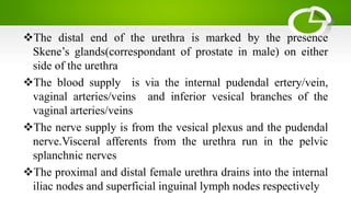 The distal end of the urethra is marked by the presence
Skene’s glands(correspondant of prostate in male) on either
side of the urethra
The blood supply is via the internal pudendal ertery/vein,
vaginal arteries/veins and inferior vesical branches of the
vaginal arteries/veins
The nerve supply is from the vesical plexus and the pudendal
nerve.Visceral afferents from the urethra run in the pelvic
splanchnic nerves
The proximal and distal female urethra drains into the internal
iliac nodes and superficial inguinal lymph nodes respectively
 