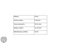 Meatus 8 mm
Penile urethra 9-10 mm
Fossa navicularis 10-11 mm
Bulbar urethra 11-12 mm
Membranous urethra 9 mm
 