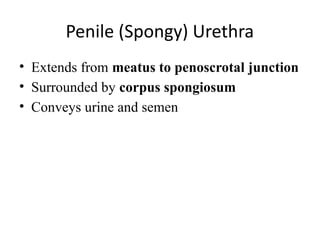 Penile (Spongy) Urethra
• Extends from meatus to penoscrotal junction
• Surrounded by corpus spongiosum
• Conveys urine and semen
 