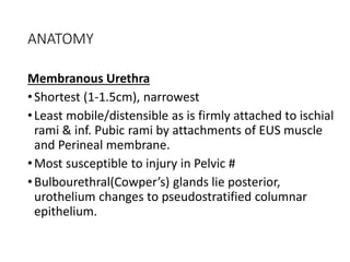 ANATOMY
Membranous Urethra
•Shortest (1-1.5cm), narrowest
•Least mobile/distensible as is firmly attached to ischial
rami & inf. Pubic rami by attachments of EUS muscle
and Perineal membrane.
•Most susceptible to injury in Pelvic #
•Bulbourethral(Cowper’s) glands lie posterior,
urothelium changes to pseudostratified columnar
epithelium.
 