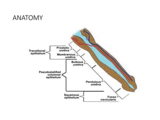 ANATOMY
 
