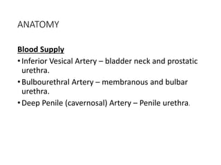 ANATOMY
Blood Supply
•Inferior Vesical Artery – bladder neck and prostatic
urethra.
•Bulbourethral Artery – membranous and bulbar
urethra.
•Deep Penile (cavernosal) Artery – Penile urethra.
 
