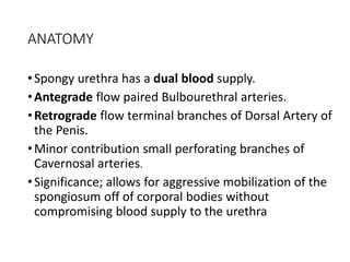 ANATOMY
•Spongy urethra has a dual blood supply.
•Antegrade flow paired Bulbourethral arteries.
•Retrograde flow terminal branches of Dorsal Artery of
the Penis.
•Minor contribution small perforating branches of
Cavernosal arteries.
•Significance; allows for aggressive mobilization of the
spongiosum off of corporal bodies without
compromising blood supply to the urethra
 