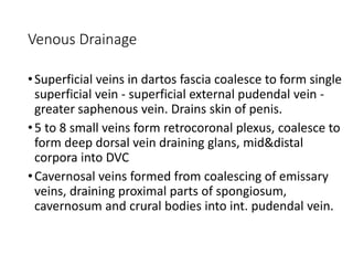Venous Drainage
•Superficial veins in dartos fascia coalesce to form single
superficial vein - superficial external pudendal vein -
greater saphenous vein. Drains skin of penis.
•5 to 8 small veins form retrocoronal plexus, coalesce to
form deep dorsal vein draining glans, mid&distal
corpora into DVC
•Cavernosal veins formed from coalescing of emissary
veins, draining proximal parts of spongiosum,
cavernosum and crural bodies into int. pudendal vein.
 