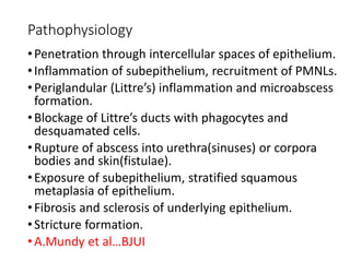 Pathophysiology
•Penetration through intercellular spaces of epithelium.
•Inflammation of subepithelium, recruitment of PMNLs.
•Periglandular (Littre’s) inflammation and microabscess
formation.
•Blockage of Littre’s ducts with phagocytes and
desquamated cells.
•Rupture of abscess into urethra(sinuses) or corpora
bodies and skin(fistulae).
•Exposure of subepithelium, stratified squamous
metaplasia of epithelium.
•Fibrosis and sclerosis of underlying epithelium.
•Stricture formation.
•A.Mundy et al…BJUI
 