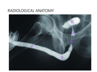 RADIOLOGICAL ANATOMY
 
