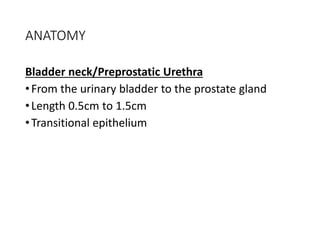 ANATOMY
Bladder neck/Preprostatic Urethra
•From the urinary bladder to the prostate gland
•Length 0.5cm to 1.5cm
•Transitional epithelium
 