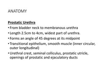 ANATOMY
Prostatic Urethra
•From bladder neck to membranous urethra
•Length 2.5cm to 4cm, widest part of urethra.
•Forms an angle of 45 degrees at its midpoint
•Transitional epithelium, smooth muscle (inner circular,
outer longitudinal)
•Urethral crest, seminal colliculus, prostatic utricle,
openings of prostatic and ejaculatory ducts
 