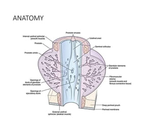 ANATOMY
 