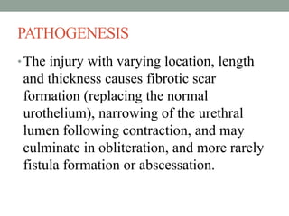 PATHOGENESIS
•The injury with varying location, length
and thickness causes fibrotic scar
formation (replacing the normal
urothelium), narrowing of the urethral
lumen following contraction, and may
culminate in obliteration, and more rarely
fistula formation or abscessation.
 