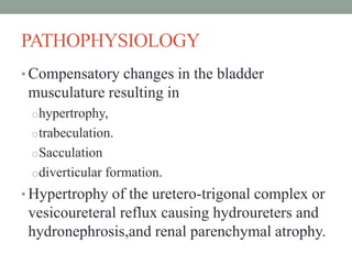 PATHOPHYSIOLOGY
• Compensatory changes in the bladder
musculature resulting in
ohypertrophy,
otrabeculation.
oSacculation
odiverticular formation.
• Hypertrophy of the uretero-trigonal complex or
vesicoureteral reflux causing hydroureters and
hydronephrosis,and renal parenchymal atrophy.
 