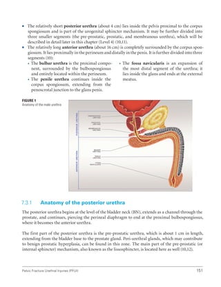 151
Pelvic Fracture Urethral Injuries (PFUI)
ƒ
ƒ The relatively short posterior urethra (about 4 cm) lies inside the pelvis proximal to the corpus
spongiosum and is part of the urogenital sphincter mechanism. It may be further divided into
three smaller segments (the pre-prostatic, prostatic, and membranous urethra), which will be
described in detail later in this chapter (Level 4) (10,11).
ƒ
ƒ The relatively long anterior urethra (about 16 cm) is completely surrounded by the corpus spon-
giosum. It lies proximally in the perineum and distally in the penis. It is further divided into three
segments (10):

 The bulbar urethra is the proximal compo-
nent, surrounded by the bulbospongiosus
and entirely located within the perineum.

 The penile urethra continues inside the
corpus spongiosum, extending from the
penoscrotal junction to the glans penis.

 The fossa navicularis is an expansion of
the most distal segment of the urethra; it
lies inside the glans and ends at the external
meatus.
7.3.1 Anatomy of the posterior urethra
The posterior urethra begins at the level of the bladder neck (BN), extends as a channel through the
prostate, and continues, piercing the perineal diaphragm to end at the proximal bulbospongiosus,
where it becomes the anterior urethra.
The first part of the posterior urethra is the pre-prostatic urethra, which is about 1 cm in length,
extending from the bladder base to the prostate gland. Peri-urethral glands, which may contribute
to benign prostatic hyperplasia, can be found in this zone. The main part of the pre-prostatic (or
internal sphincter) mechanism, also known as the lissosphincter, is located here as well (10,12).
Figure 1
Anatomy of the male urethra
 