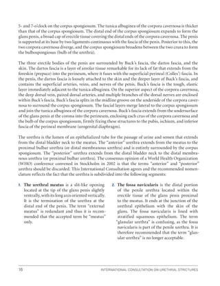 International Consultation on Urethral Strictures
16
5- and 7-o’clock on the corpus spongiosum. The tunica albuginea of the corpora cavernosa is thicker
than that of the corpus spongiosum. The distal end of the corpus spongiosum expands to form the
glans penis, a broad cap of erectile tissue covering the distal ends of the corpora cavernosa. The penis
is supported at its base by two ligaments continuous with the fascia of the penis. Posterior to this, the
two corpora cavernosa diverge, and the corpus spongiosum broadens between the two crura to form
the bulbospongiosus (bulb of the urethra).
The three erectile bodies of the penis are surrounded by Buck’s fascia, the dartos fascia, and the
skin. The dartos fascia is a layer of areolar tissue remarkable for its lack of fat that extends from the
foreskin (prepuce) into the perineum, where it fuses with the superficial perineal (Colles’) fascia. In
the penis, the dartos fascia is loosely attached to the skin and the deeper layer of Buck’s fascia, and
contains the superficial arteries, veins, and nerves of the penis. Buck’s fascia is the tough, elastic
layer immediately adjacent to the tunica albuginea. On the superior aspect of the corpora cavernosa,
the deep dorsal vein, paired dorsal arteries, and multiple branches of the dorsal nerves are enclosed
within Buck’s fascia. Buck’s fascia splits in the midline groove on the underside of the corpora caver-
nosa to surround the corpus spongiosum. The fascial layers merge lateral to the corpus spongiosum
and join the tunica albuginea of the corpora cavernosa. Buck’s fascia extends from the undersurface
of the glans penis at the corona into the perineum, enclosing each crus of the corpora cavernosa and
the bulb of the corpus spongiosum, firmly fixing these structures to the pubis, ischium, and inferior
fascia of the perineal membrane (urogenital diaphragm).
The urethra is the lumen of an epithelialized tube for the passage of urine and semen that extends
from the distal bladder neck to the meatus. The “anterior” urethra extends from the meatus to the
proximal bulbar urethra (or distal membranous urethra) and is entirely surrounded by the corpus
spongiosum. The “posterior” urethra extends from the distal bladder neck to the distal membra-
nous urethra (or proximal bulbar urethra). The consensus opinion of a World Health Organization
(WHO) conference convened in Stockholm in 2002 is that the terms “anterior” and “posterior”
urethra should be discarded. This International Consultation agrees and the recommended nomen-
clature reflects the fact that the urethra is subdivided into the following segments:
1. The urethral meatus is a slit-like opening
located at the tip of the glans penis slightly
ventrally, with its long axis oriented vertically.
It is the termination of the urethra at the
distal end of the penis. The term “external
meatus” is redundant and thus it is recom-
mended that the accepted term be “meatus”
only.
2. The fossa navicularis is the distal portion
of the penile urethra located within the
erectile tissue of the glans penis proximal
to the meatus. It ends at the junction of the
urethral epithelium with the skin of the
glans. The fossa navicularis is lined with
stratified squamous epithelium. The term
“glanular urethra” is confusing, as the fossa
navicularis is part of the penile urethra. It is
therefore recommended that the term “glan-
ular urethra” is no longer acceptable.
 