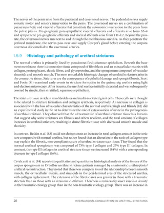 International Consultation on Urethral Strictures
20
The nerves of the penis arise from the pudendal and cavernosal nerves. The pudendal nerves supply
somatic motor and sensory innervation to the penis. The cavernosal nerves are a combination of
parasympathetic and visceral afferents that constitute the autonomic innervation to the penis from
the pelvic plexus. Pre-ganglionic parasympathetic visceral efferents and afferents arise from S2–4
and sympathetic pre-ganglionic afferents and visceral afferents arise from T11–L2. Beyond the pros-
tate, the cavernosal nerves run next to and through the membranous urethra. As they penetrate the
perineal membrane, the nerves pass near and supply Cowper’s gland before entering the corpora
cavernosa dorsomedial to the cavernosal arteries.
1.5.9 Histology and pathology of urethral strictures
The normal urethra is primarily lined by pseudostratified columnar epithelium. Beneath the base-
ment membrane there is connective tissue composed of fibroblasts and an extracellular matrix with
collagen, proteoglycans, elastic fibres, and glycoproteins, and the spongiosum composed of vascular
sinusoids and smooth muscle. The most remarkable histologic changes of urethral strictures arise in
the connective tissue. Strictures are the consequence of epithelial damage and spongiofibrosis. Scott
and Foote (81) examined early events in stricture formation in the guinea pig urethra using light
and electron microscopy. After trauma, the urethral surface initially ulcerated and was subsequently
covered by simple, then stratified, squamous epithelium.
The stricture tissue is rich in myofibroblasts and multi-nucleated giant cells. These cells were thought
to be related to stricture formation and collagen synthesis, respectively. An increase in collagen is
associated with the loss of vascular characteristics of the normal urethra. Singh and Blandy (82) did
an experimental study in the rat to determine the role of extravasation of urine in the pathogenesis
of urethral stricture. They observed that the ultrastructure of urethral stricture tissue has features
that suggest why some strictures are fibrous and others resilient, and the total amount of collagen
increases in urethral stricture, resulting in dense fibrotic tissue with decreased smooth muscle and
elasticity.
In contrast, Baskin et al. (83) could not demonstrate an increase in total collagen amount in the stric-
ture compared with normal urethra, but rather found that an alteration in the ratio of collagen type
may explain the fibrotic, non-compliant nature of urethral stricture scar tissue. They found that the
normal urethral spongiosum was composed of 75% type I collagen and 25% type III collagen. In
contrast, the type III collagen in urethral stricture tissue was increased (84%) with a corresponding
decrease in type I collagen (16%).
Cavalcanti et al. (84) reported a qualitative and quantitative histological analysis of the tissues of the
corpus spongiosum in 15 bulbar urethral stricture patients managed by anastomotic urethroplasty/
urethral reconstruction. They noted that there was complete loss of the relationship between smooth
muscle, the extracellular matrix, and sinusoids in the peri-luminal area of the strictured urethra,
with collagen replacement. The extension of the fibrotic area was greater in those with a traumatic
stricture than in those with an atraumatic stricture. There was a remarkably lower vascular density
in the traumatic etiology group than in the non-traumatic etiology group. There was an increase in
 