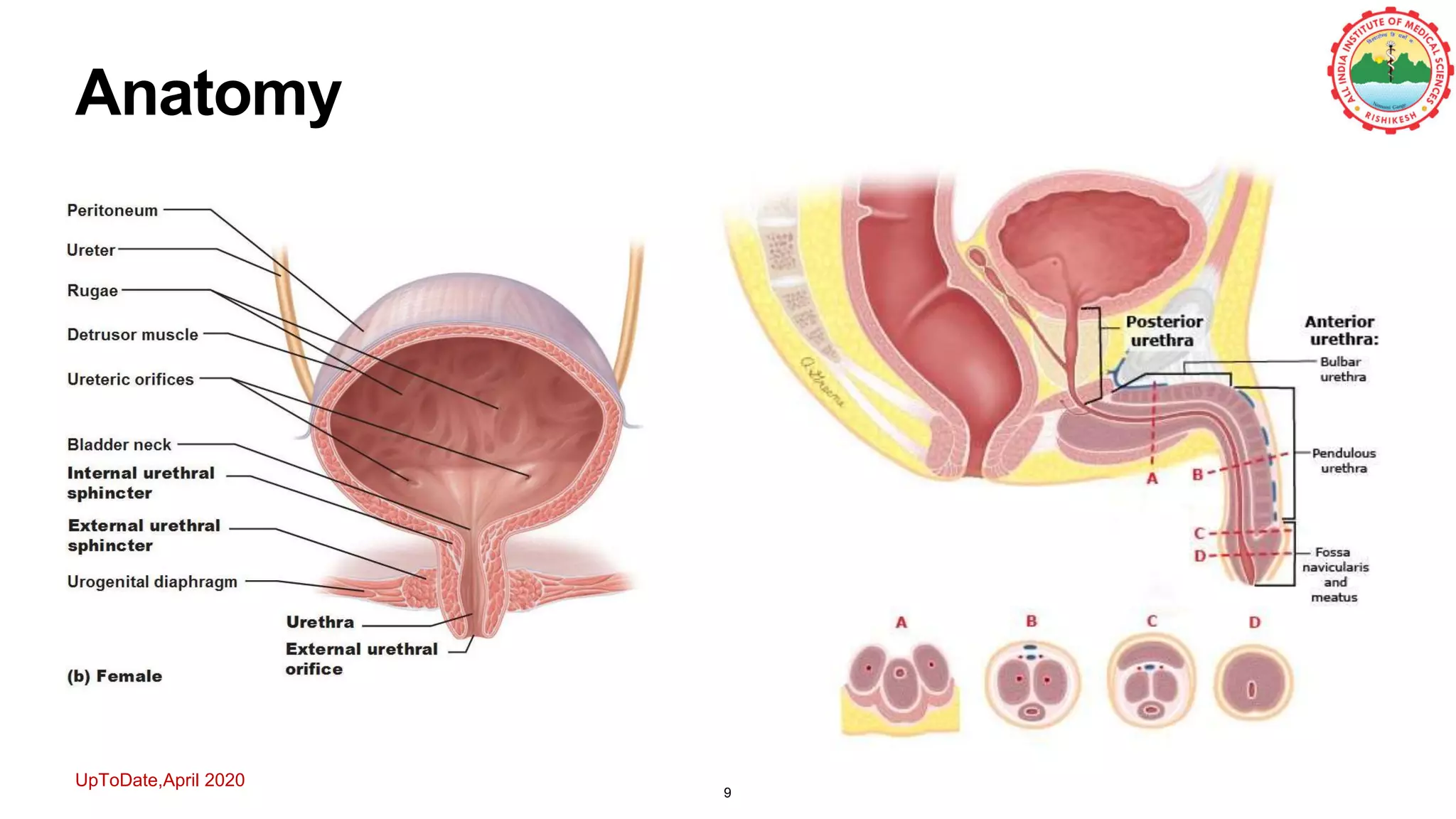 Anatomy
9
UpToDate,April 2020
 