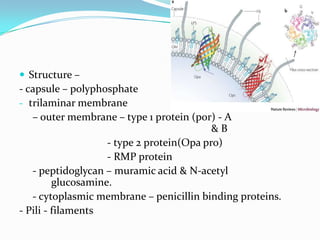  Structure –

- capsule – polyphosphate
- trilaminar membrane
– outer membrane – type 1 protein (por) - A
&B
- type 2 protein(Opa pro)
- RMP protein
- peptidoglycan – muramic acid & N-acetyl
glucosamine.
- cytoplasmic membrane – penicillin binding proteins.
- Pili - filaments

 