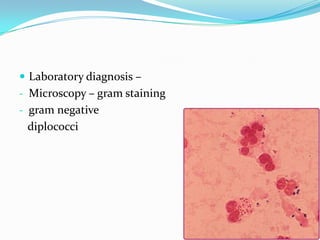  Laboratory diagnosis –
- Microscopy – gram staining
- gram negative

diplococci

 