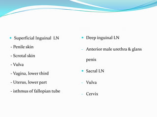  Superficial Inguinal LN

- Penile skin

- Scrotal skin

 Deep inguinal LN
- Anterior male urethra & glans

penis

- Vulva
- Vagina, lower third

- Uterus, lower part
- isthmus of fallopian tube

 Sacral LN
- Vulva
- Cervix

 