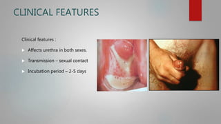 CLINICAL FEATURES
Clinical features :
 Affects urethra in both sexes.
 Transmission – sexual contact
 Incubation period – 2-5 days
 