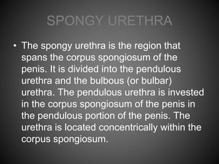 SPONGY URETHRA
• The spongy urethra is the region that
spans the corpus spongiosum of the
penis. It is divided into the pendulous
urethra and the bulbous (or bulbar)
urethra. The pendulous urethra is invested
in the corpus spongiosum of the penis in
the pendulous portion of the penis. The
urethra is located concentrically within the
corpus spongiosum.
 