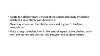 Comprehensive Surgical Techniques for Urethrotomy, Urethrostomy, and ...