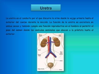 Uretra
La uretra es el conducto por el que discurre la orina desde la vejiga urinaria hasta el
exterior del cuerpo durante la micción. La función de la uretra es excretora en
ambos sexos y también cumple una función reproductiva en el hombre al permitir el
paso del semen desde las vesículas seminales que abocan a la próstata hasta el
exterior.
 