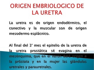 La uretra es de origen endodérmico, el conectivo y la muscular son de origen mesodermo esplácnico. Al final del 3° mes el epitelio de la uretra de la uretra prostática sé evagina en el mesénquima, que en el varón dará origen a la próstata y en la mujer las glándulas uretrales y parauretrales. 