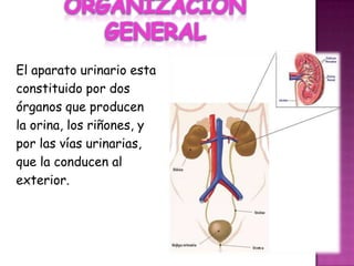 ORGANIZACIÓN GENERAL El aparato urinario esta constituido por dos órganos que producen la orina, los riñones, y por las vías urinarias, que la conducen al exterior. 